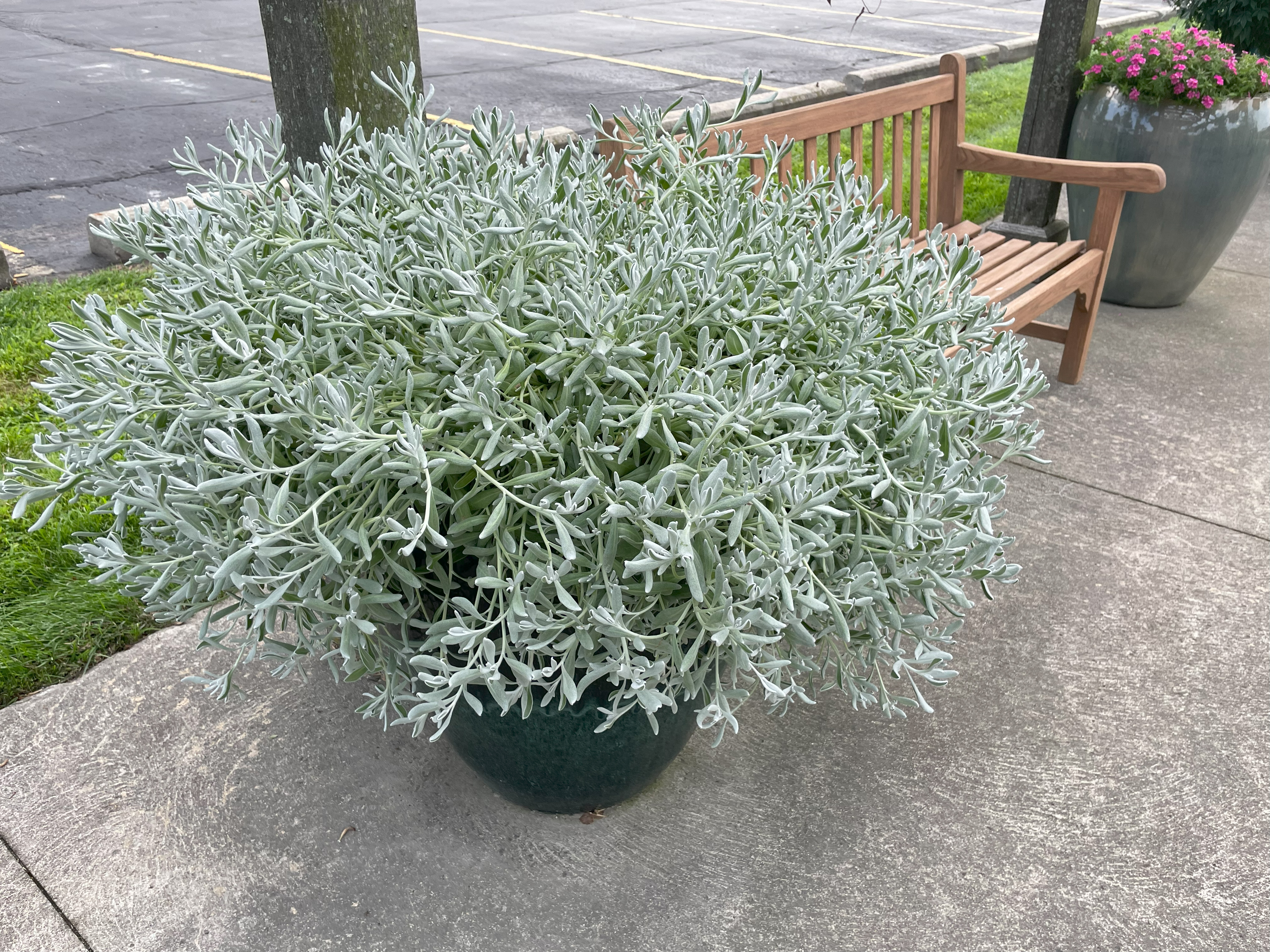 A large decorative pot filled with dense silver-gray foliage. The plant has fine, narrow, almost succulent-like leaves, forming a rounded mound. A wooden bench and other containers are visible in the background.